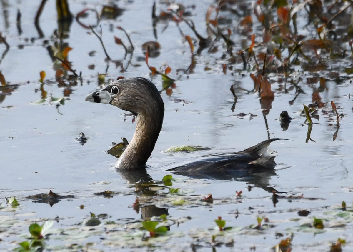 Pied-billed Grebe - ML617666685