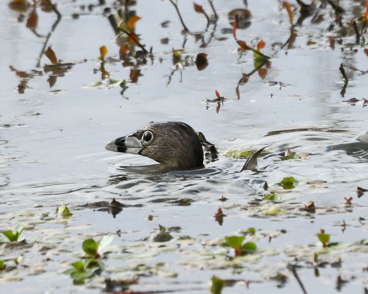 Pied-billed Grebe - Joanne Dial