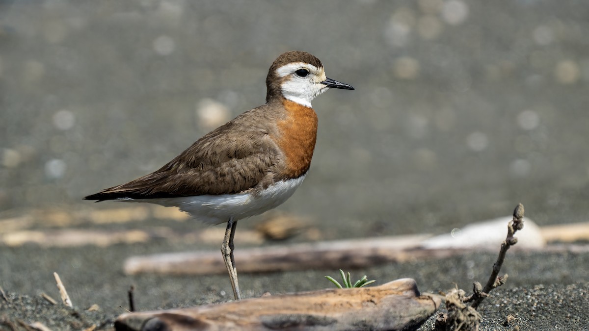 Corriere asiatico - ML617666709