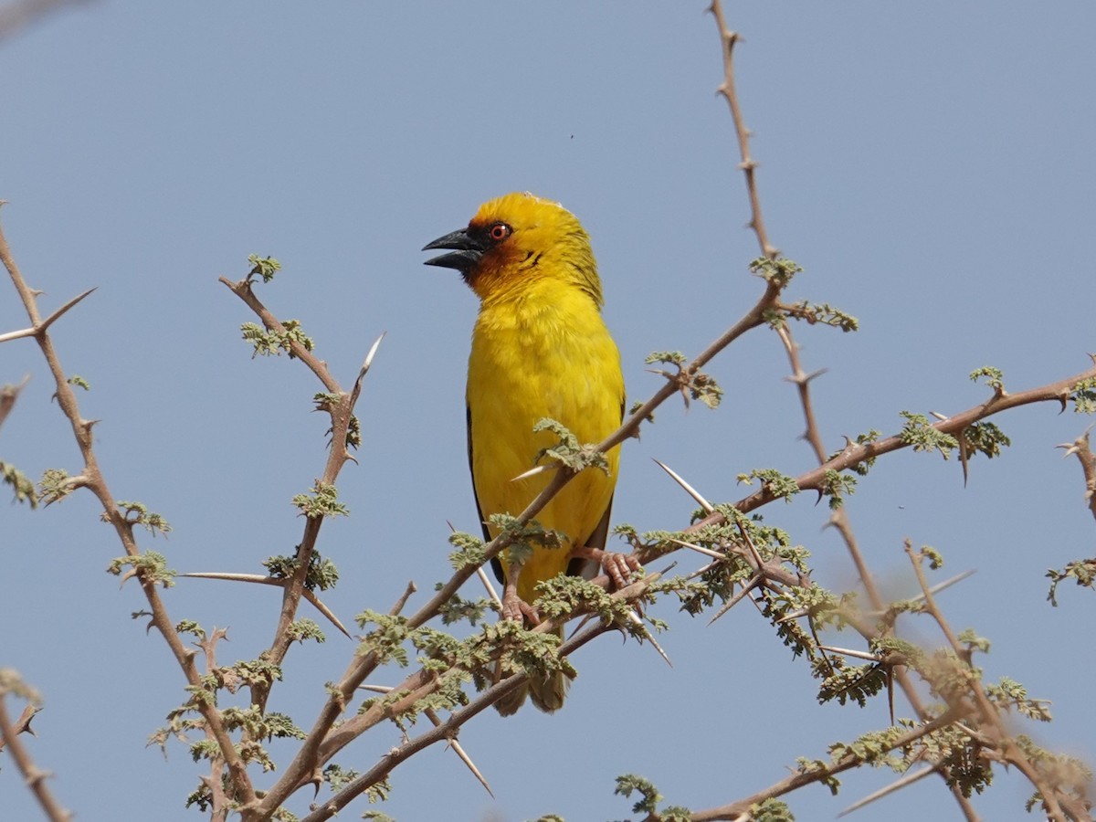 Rüppell's Weaver - Steve Kornfeld