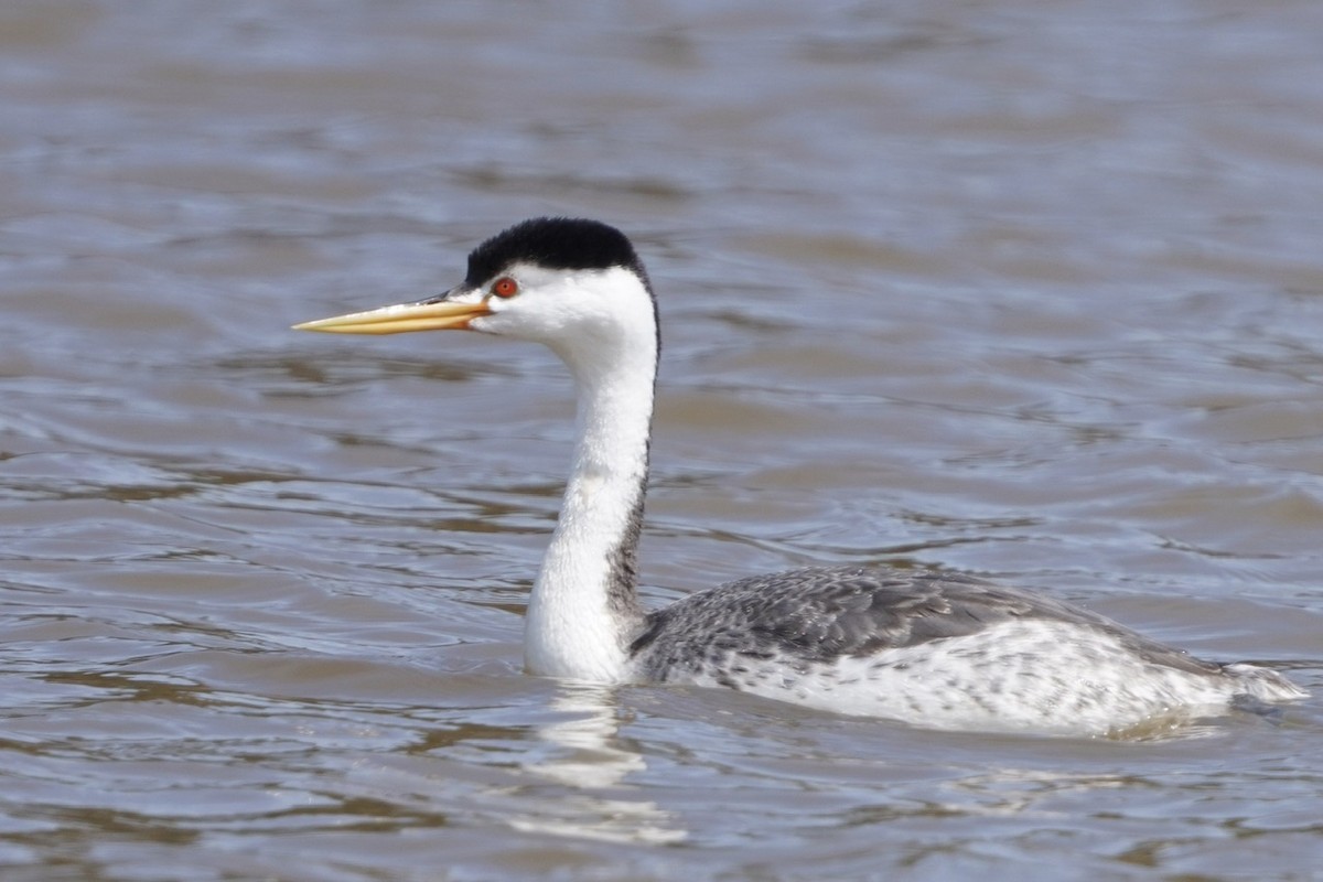 Clark's Grebe - ML617666779