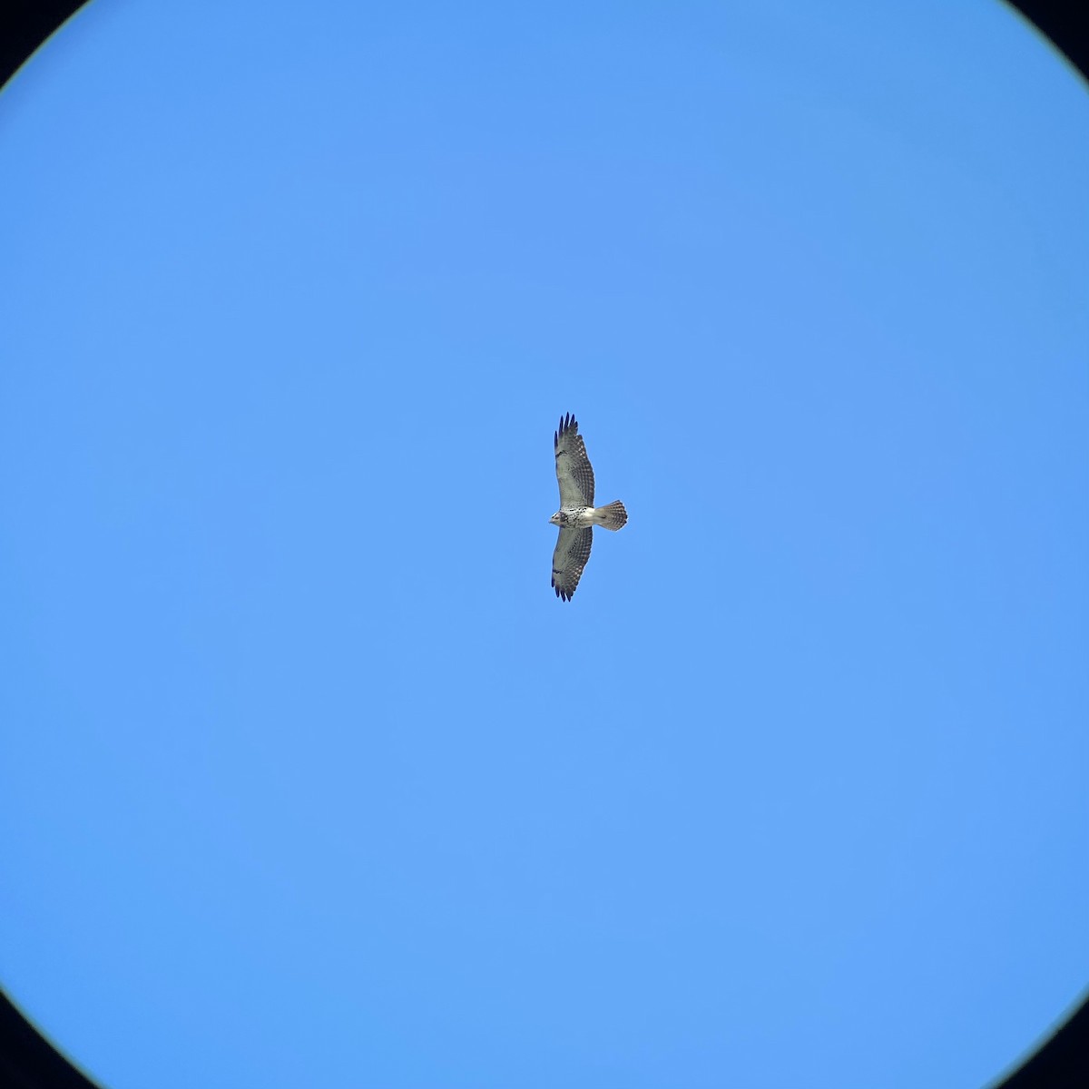 Swainson's Hawk - Daniel Baldassarre