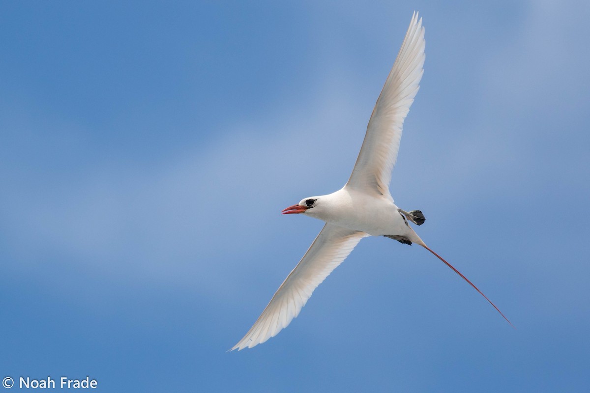 Red-tailed Tropicbird - Noah Frade