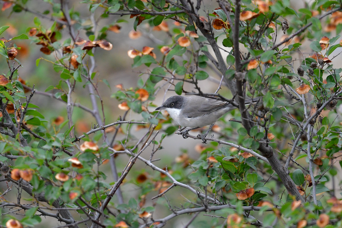 Eastern Orphean Warbler - Catalin Suba