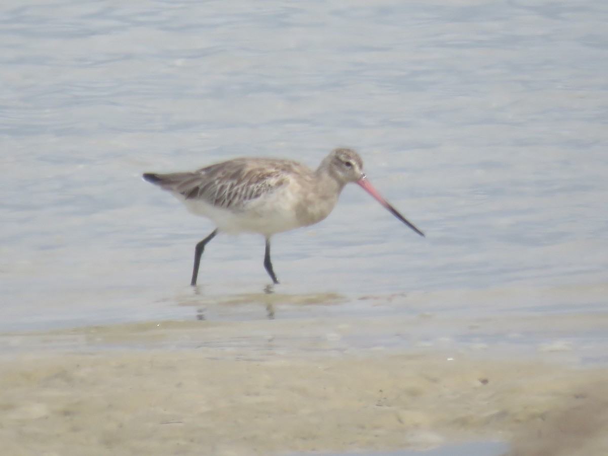 Bar-tailed Godwit (European) - ML617666865