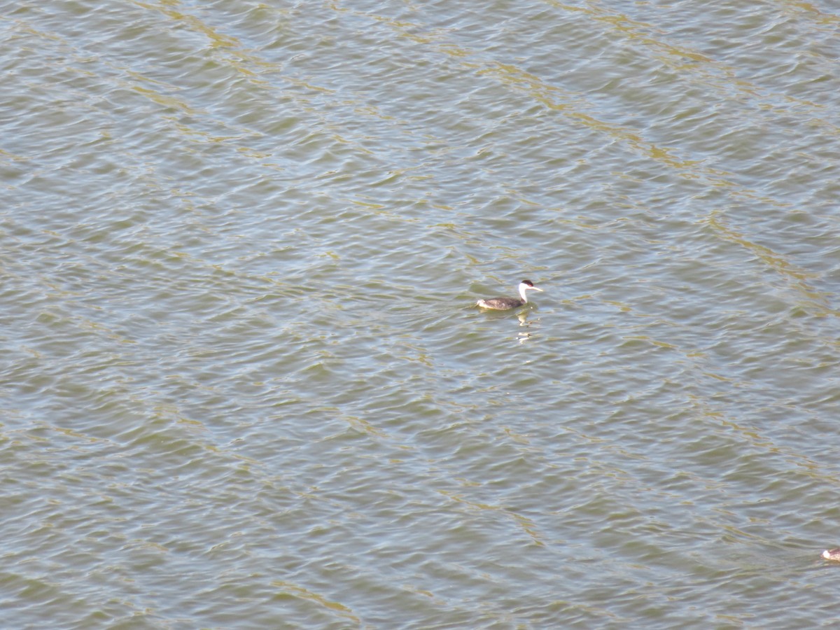 Western Grebe - David Lauthen