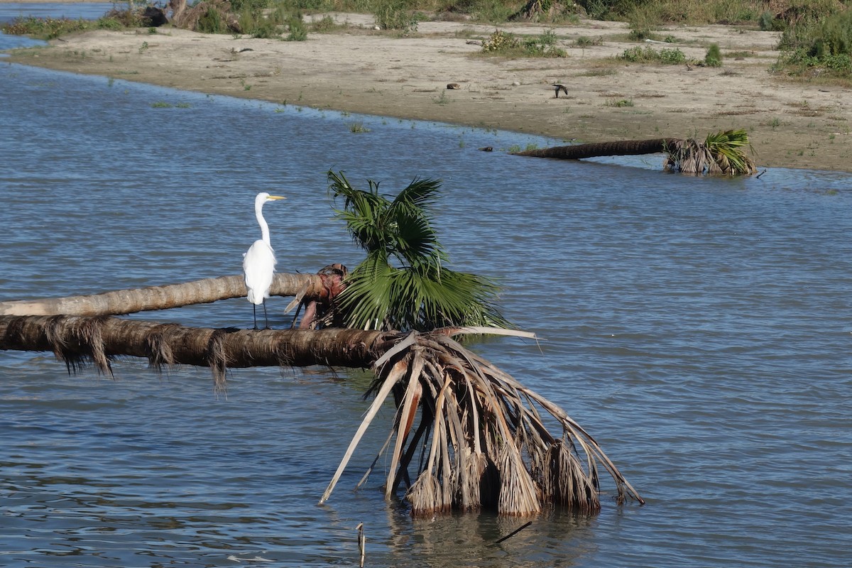 Great Egret - ML617666899