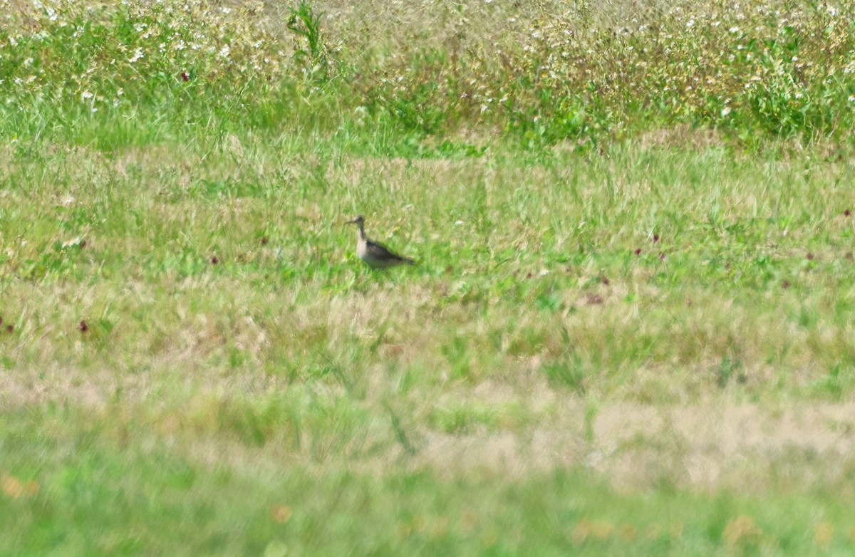 Upland Sandpiper - ML617666903