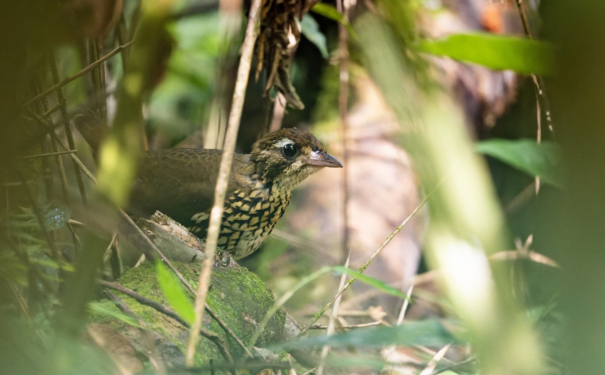 Short-tailed Antthrush - ML617666952