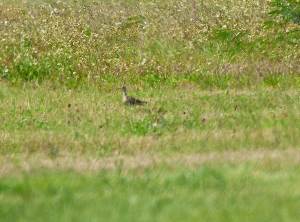 Upland Sandpiper - ML617666959