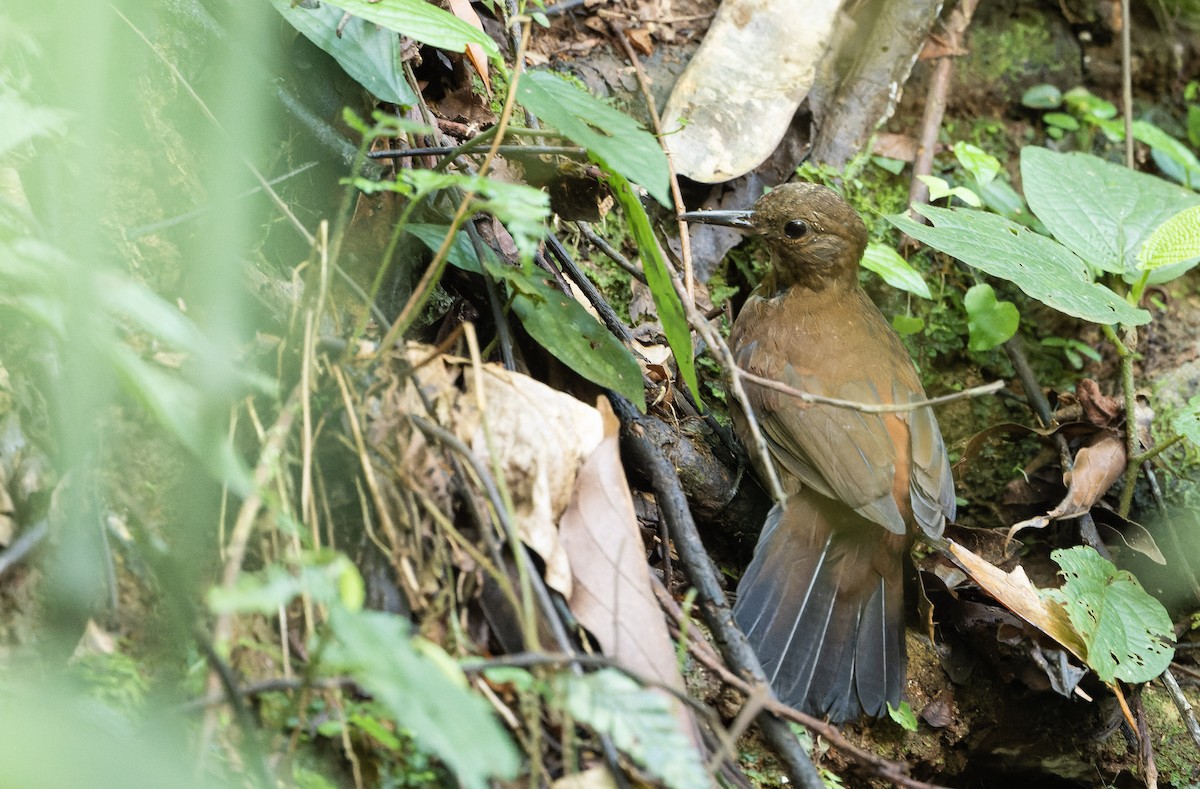 Rufous-breasted Leaftosser - Marky Mutchler