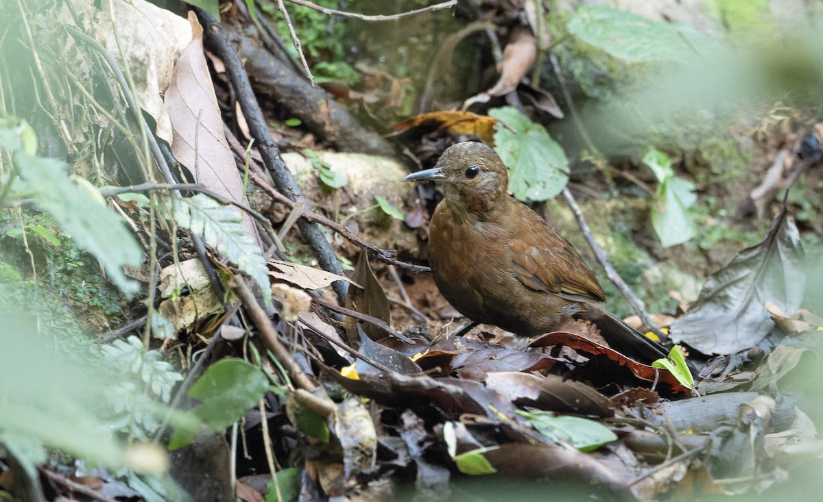 Sclérure à poitrine rousse - ML617666962