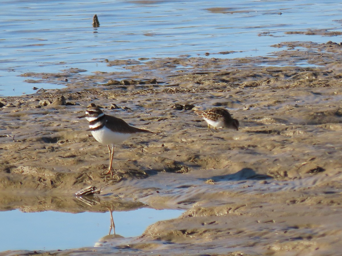 Killdeer - douglas diekman