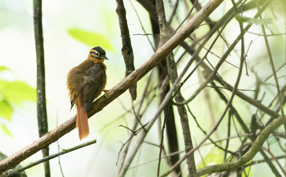 Black-capped Foliage-gleaner - Marky Mutchler