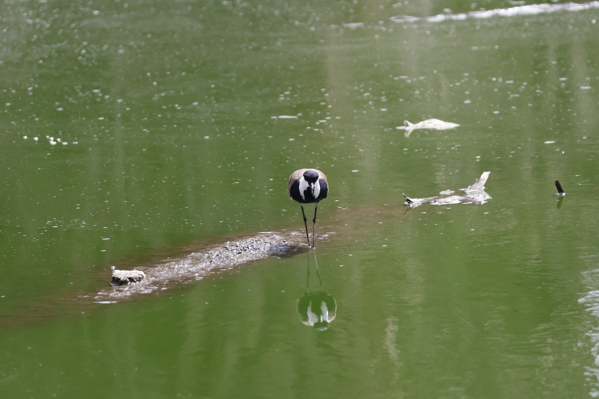 Spur-winged Lapwing - Mathieu Soetens