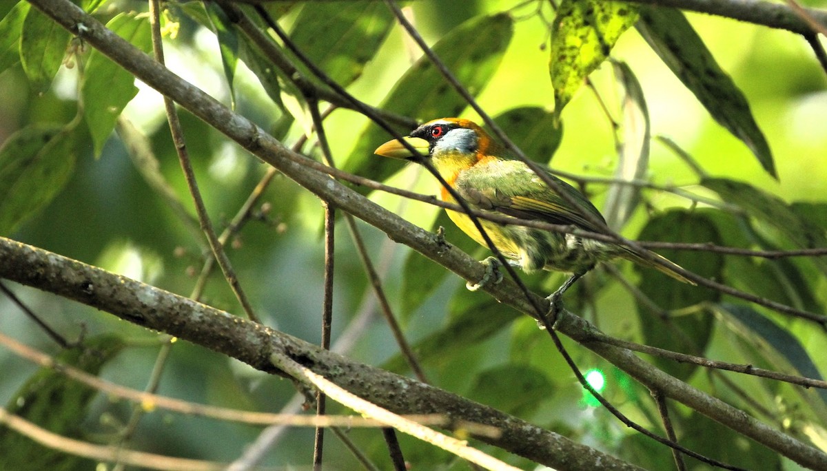 Red-headed Barbet - ML617667070