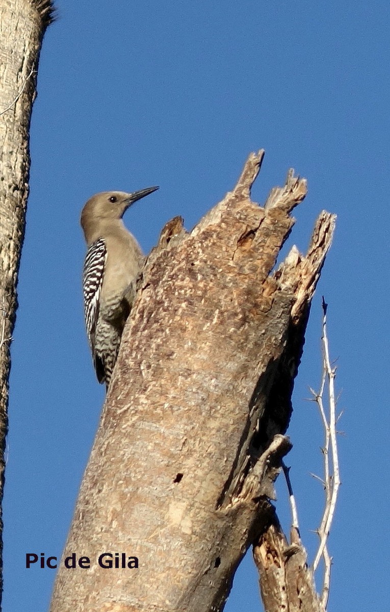 Gila Woodpecker - Guy Poisson