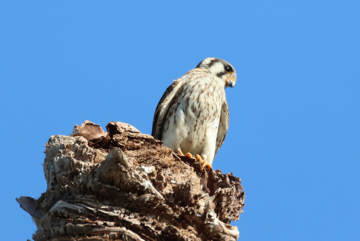 American Kestrel - Anne Ruben