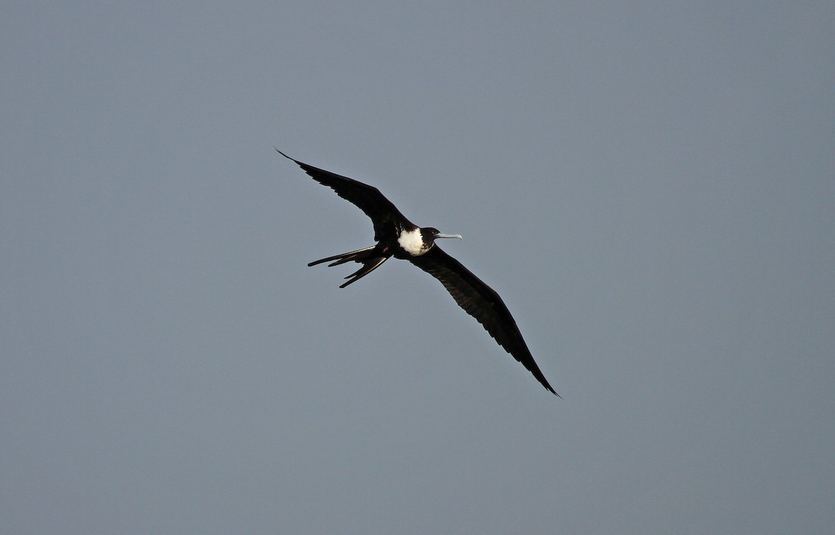 Magnificent Frigatebird - Lyann Comrack