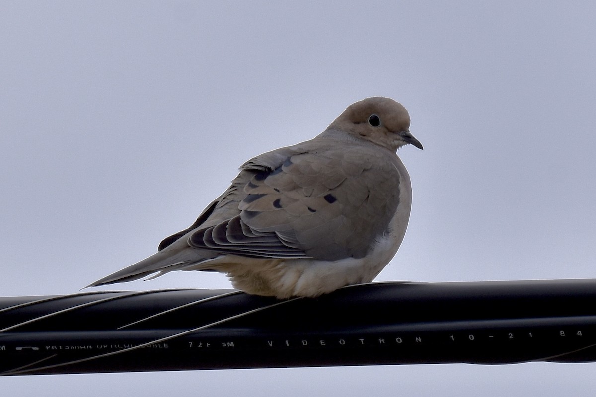 Mourning Dove - ML617667117