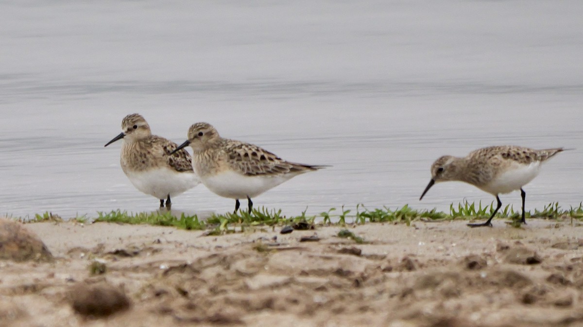 Baird's Sandpiper - Jeff Osborne