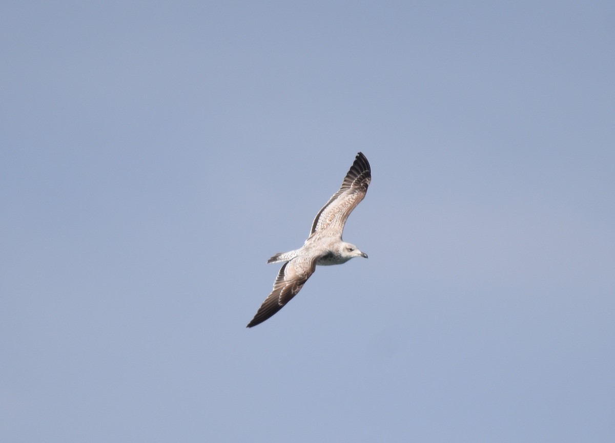 Lesser Black-backed Gull - ML617667128