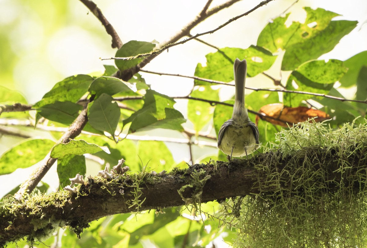 Oustalet's Tyrannulet - ML617667157