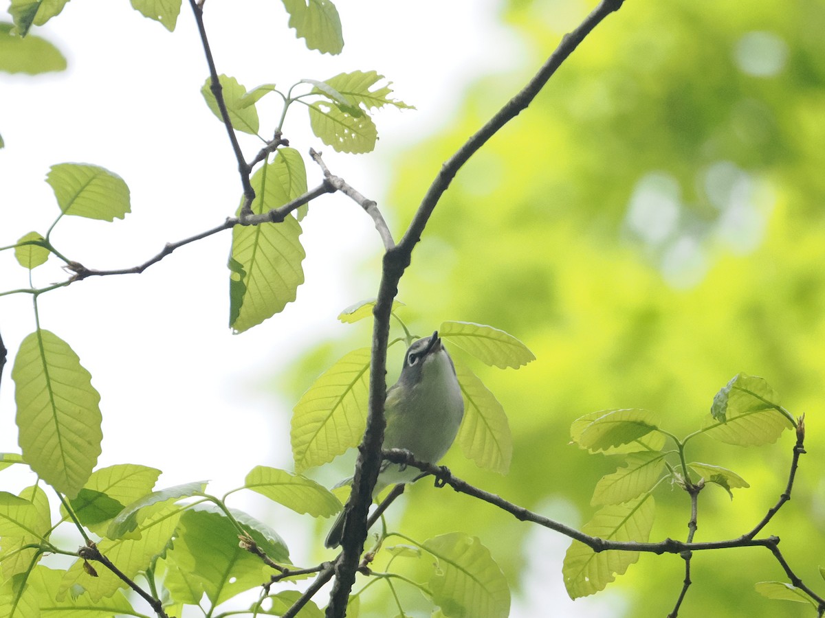 Blue-headed Vireo - ML617667158