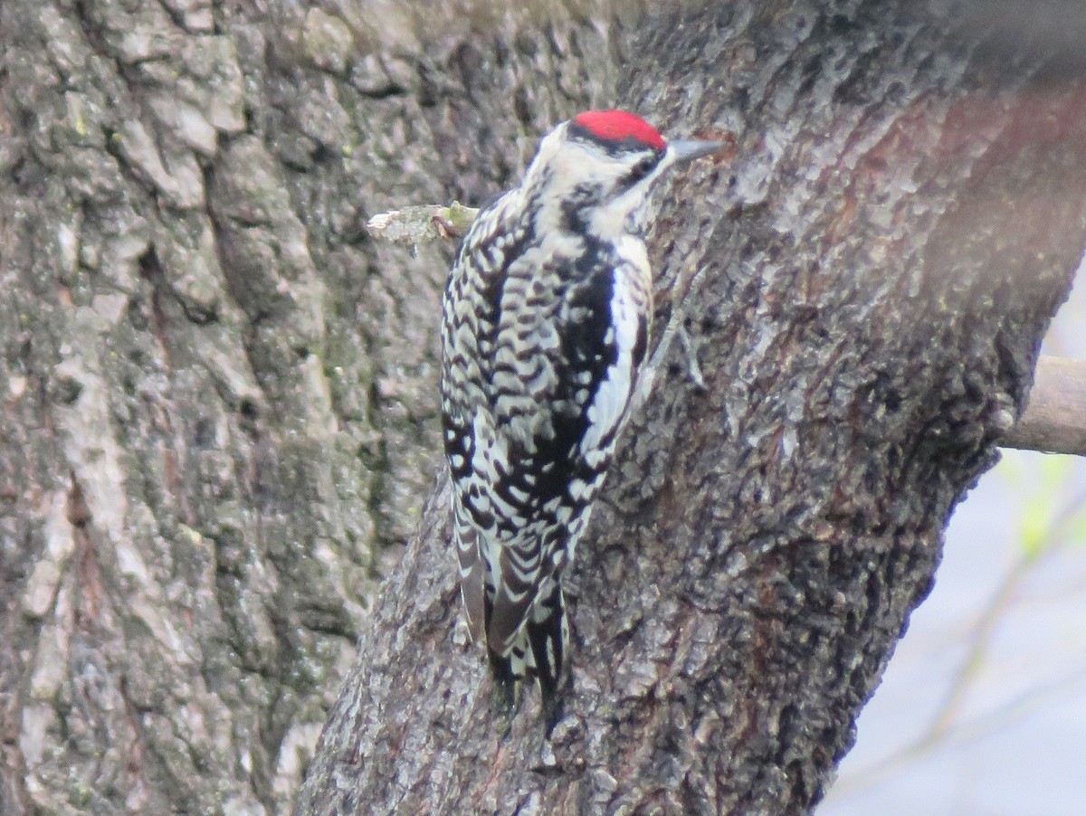 Yellow-bellied Sapsucker - James Nelson