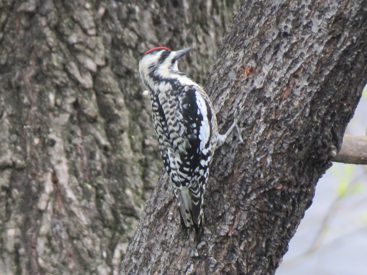 Yellow-bellied Sapsucker - James Nelson