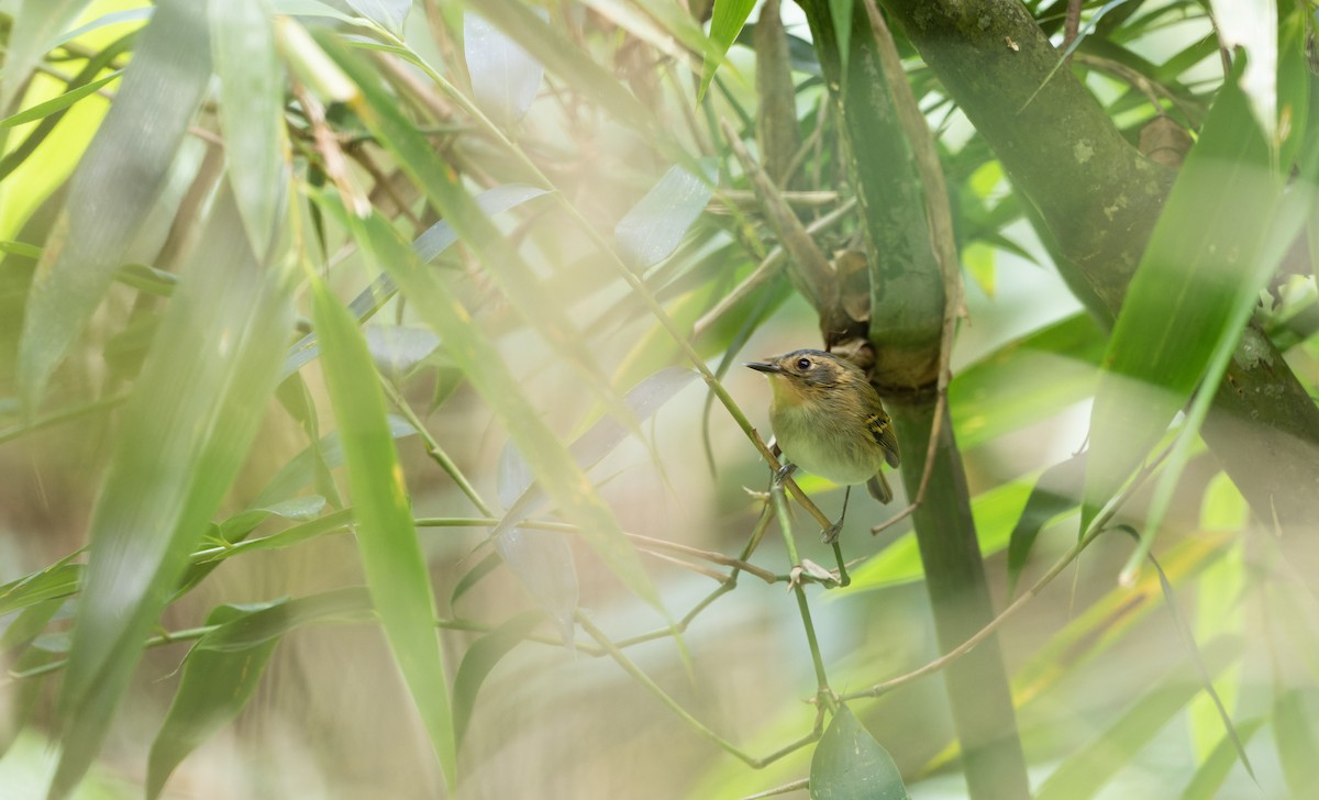 Ochre-faced Tody-Flycatcher - Marky Mutchler