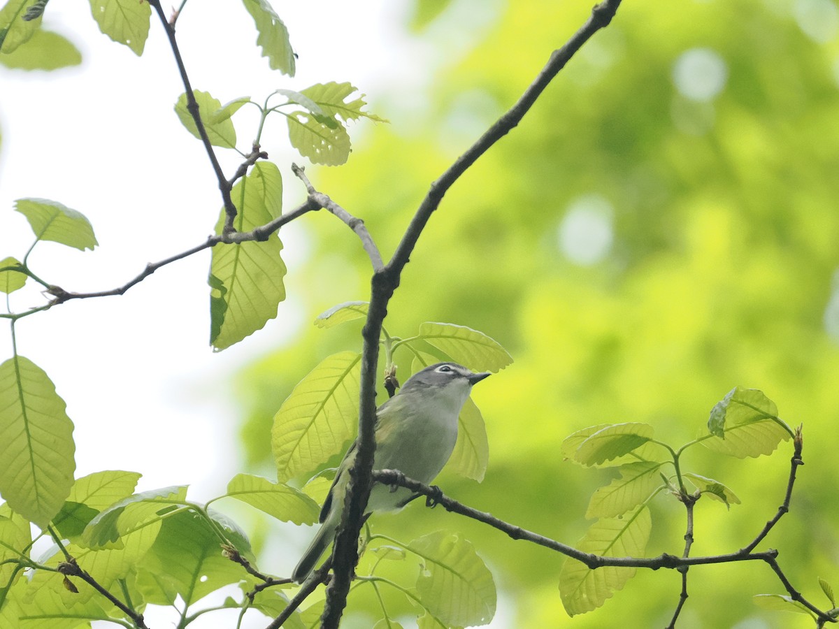 Blue-headed Vireo - ML617667184