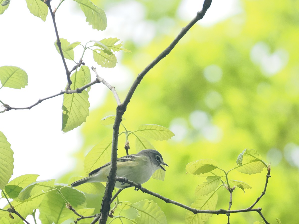 Blue-headed Vireo - ML617667215