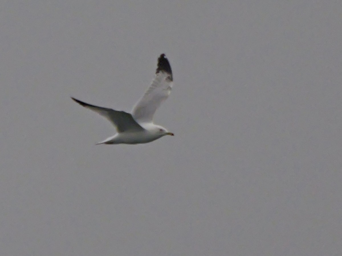 Ring-billed Gull - ML617667226