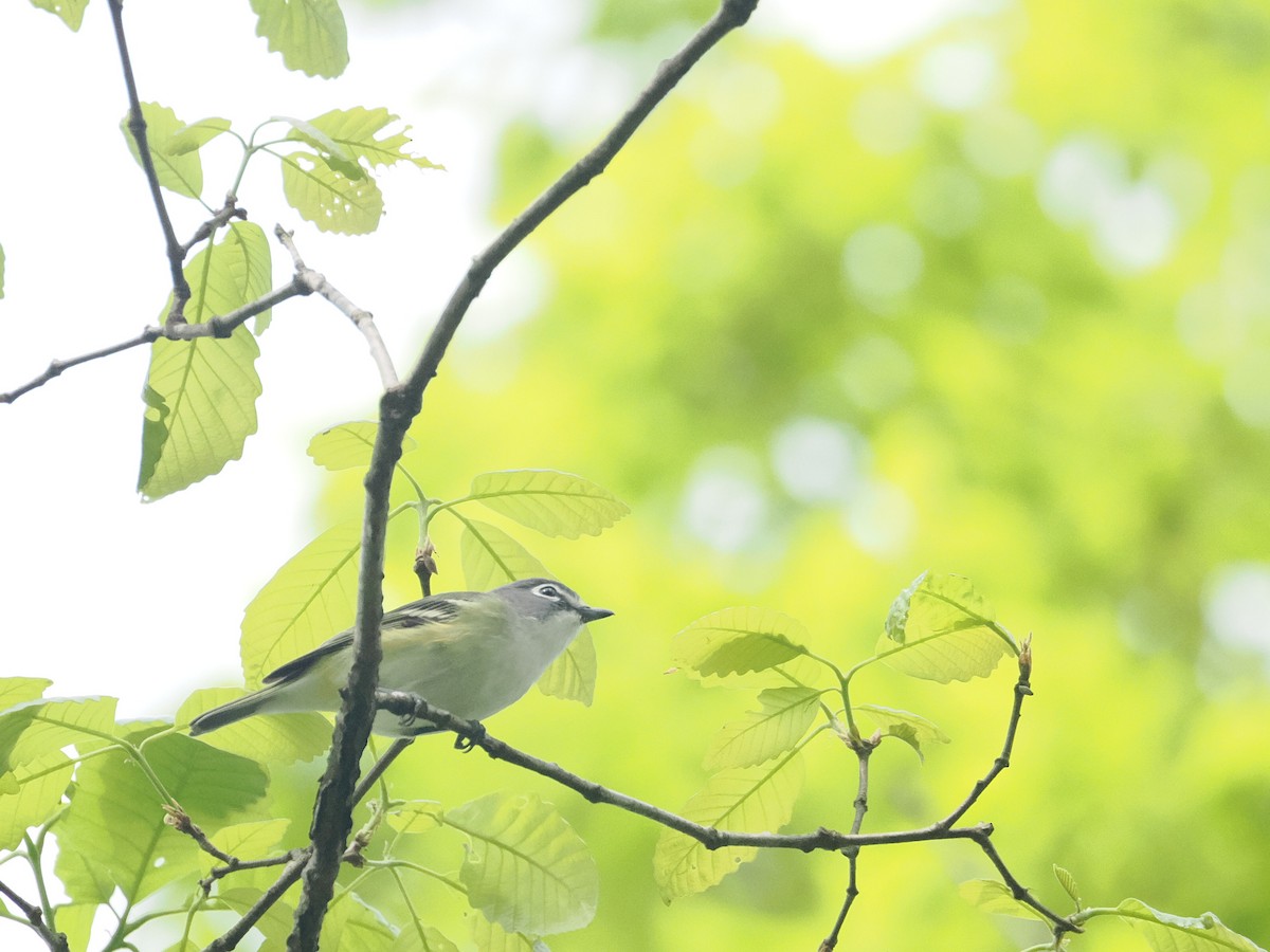 Blue-headed Vireo - a d