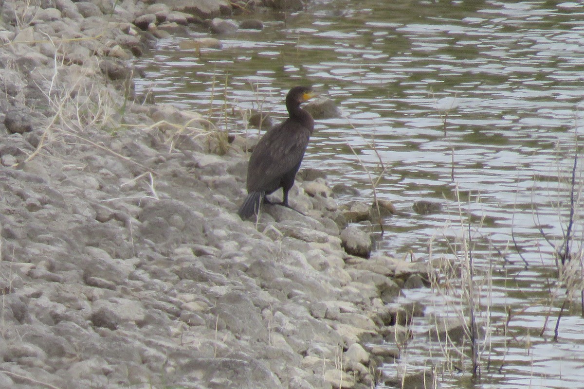 Cormorán Grande - ML617667229