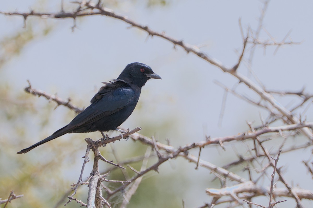 Fork-tailed Drongo - ML617667258