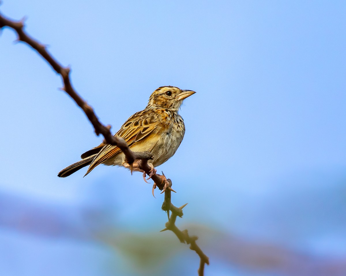 Indian Bushlark - Gopala Krishna Baliga