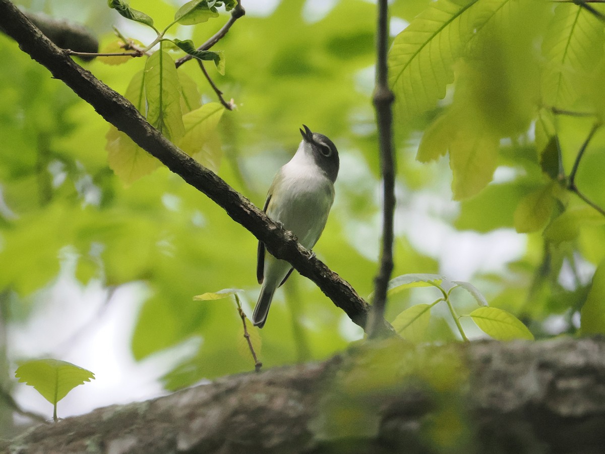 Blue-headed Vireo - ML617667286