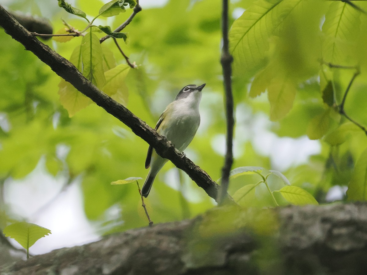 Blue-headed Vireo - ML617667287