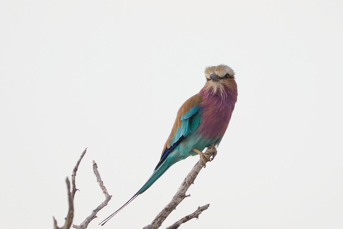 Lilac-breasted Roller - ML617667292