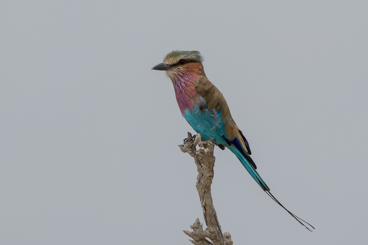 Lilac-breasted Roller - Piet Du Preez
