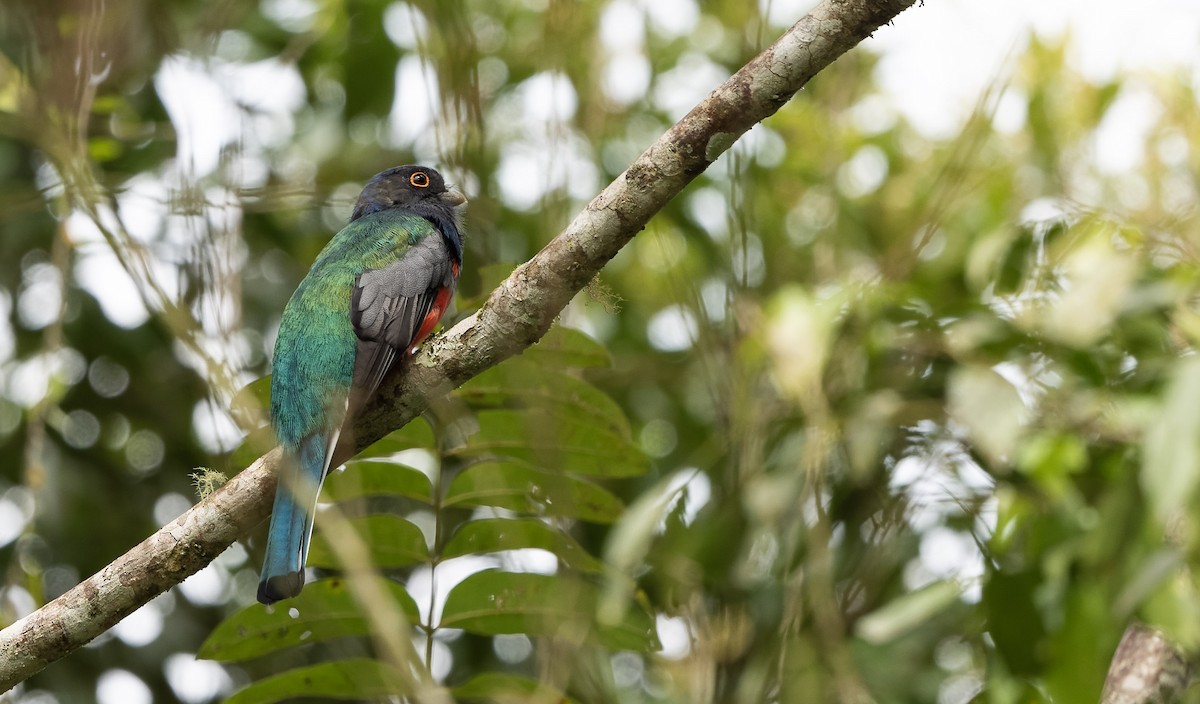 Surucua Trogon - Marky Mutchler