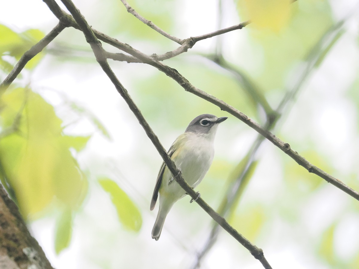 Blue-headed Vireo - a d