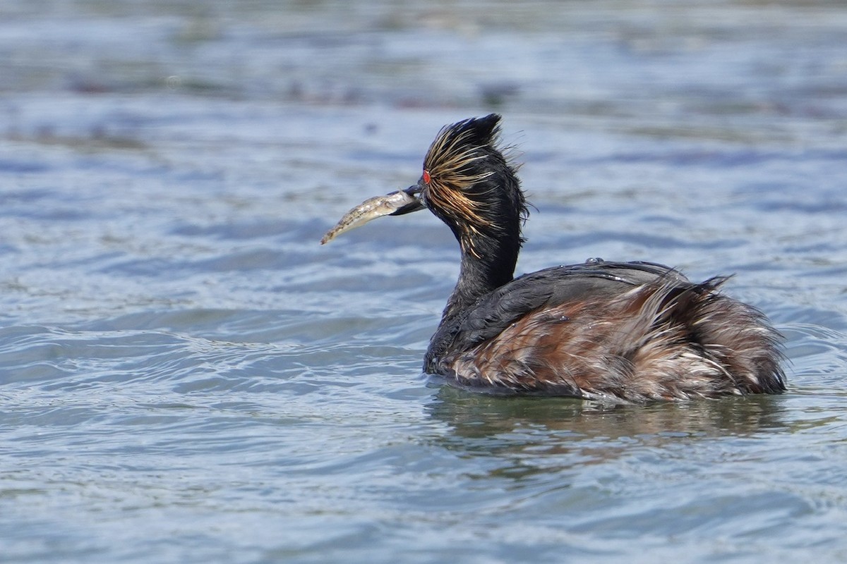 Eared Grebe - Cliff Halverson