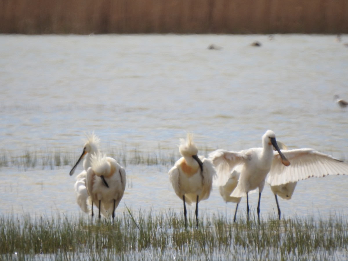 Eurasian Spoonbill - ML617667339