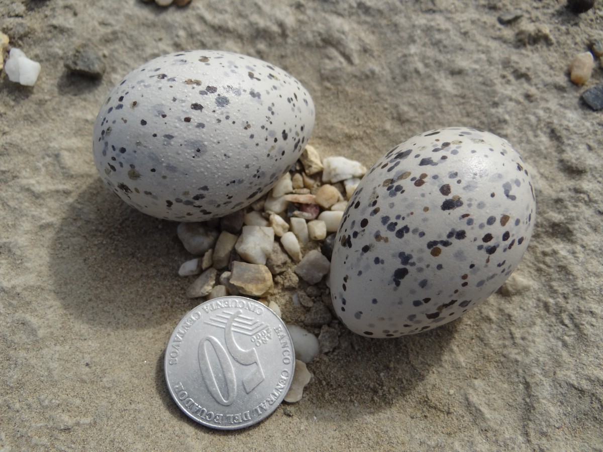 American Oystercatcher - ML617667347