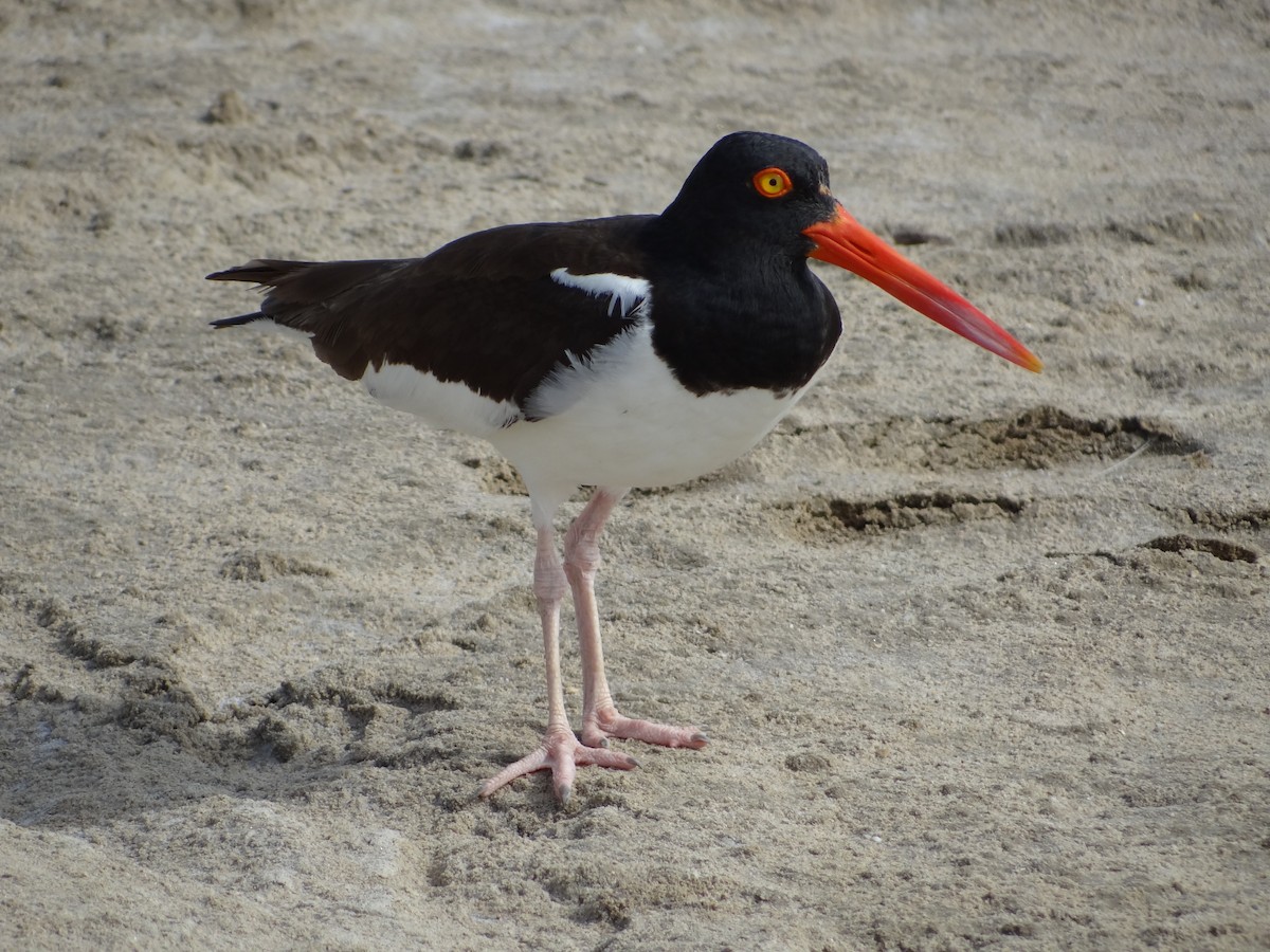 American Oystercatcher - ML617667354