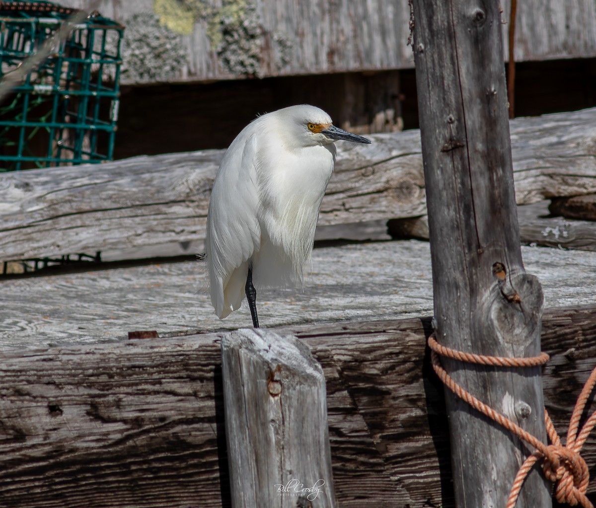 Snowy Egret - ML617667378