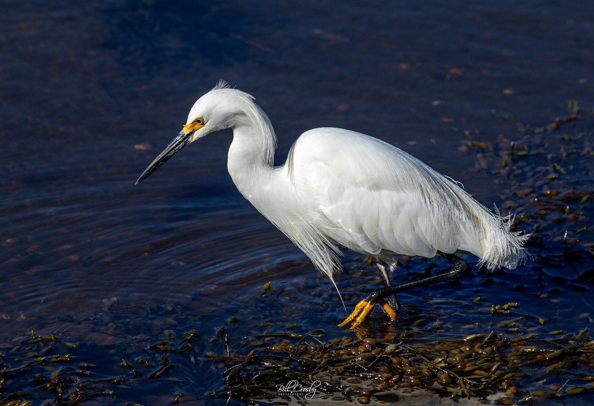 Snowy Egret - ML617667379
